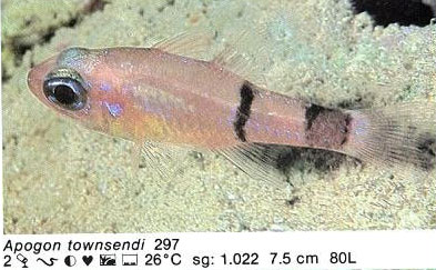 Apogon townsendi